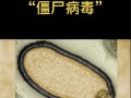  疫情病毒是什么样的病毒(疫情病毒到底是什么引起的)