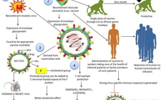  疫情病毒传播途径(疫情的传播过程是怎样的)
