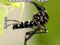  广东佛山疫情实时情况最新消息查询(广东佛山疫情最新消息今天新增病例)