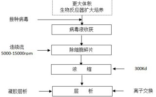  新冠疫情病毒疫苗研制过程图片(合胞病毒疫苗)