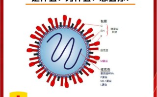  疫情这是什么病毒啊图片(这是疫情是什么病毒)