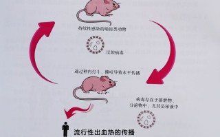  老鼠有什么病毒(怎样让老鼠离开屋子)