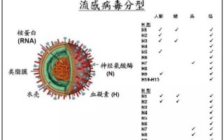  最近是什么流感病毒爆发(最近是什么流感病毒爆发了)