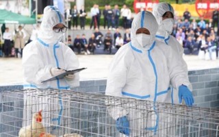  日本禽流感疫情扩大到6个县(日本禽流感疫情扩大到6个县的原因)