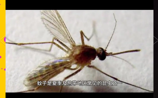  云南蚊子多吗(云南有蚊子吗)