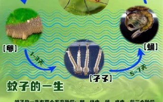  为什么佛山的蚊子厉害(广东蚊子基孔肯雅热症状)