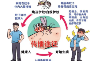  蚊子传播的传染病是什么病(10种常见的传染病)