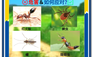  最近出现的新病毒一种虫子是什么名字(最近出现的新病毒一种虫子是什么名字啊)