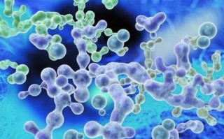  朊病毒是病毒或类病毒吗(朊病毒是真病毒吗)